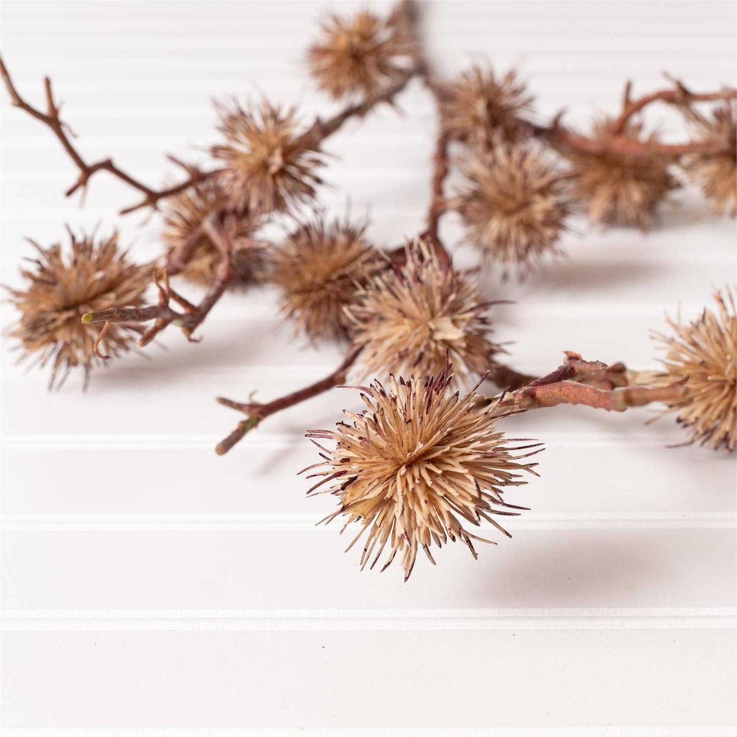 Autumn Pod Stem