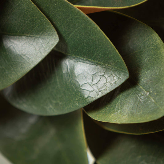 Magnolia Leaf Wreath
