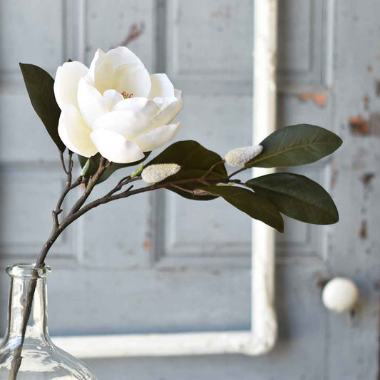 Sweet Magnolia Stem