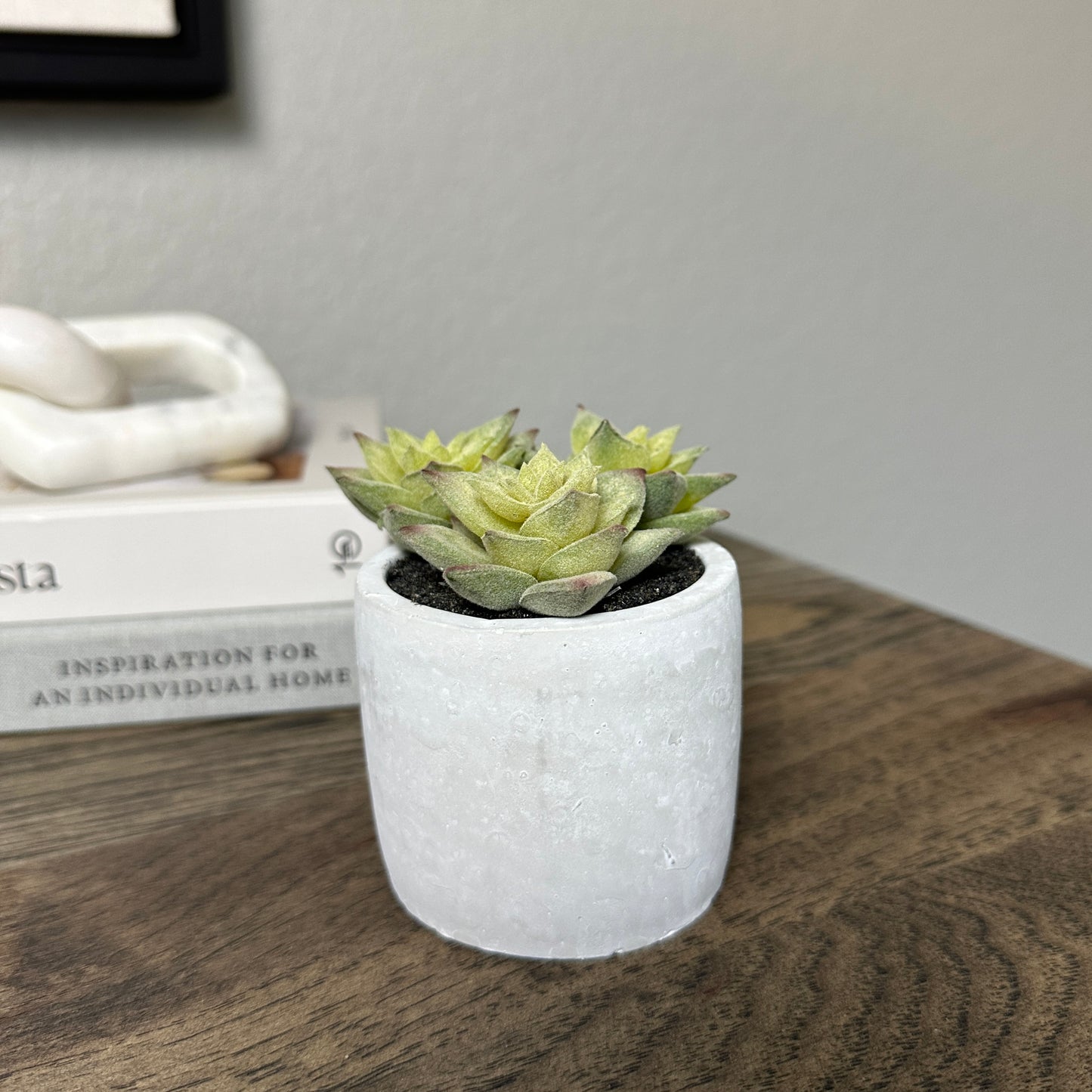 Aimee Succulent