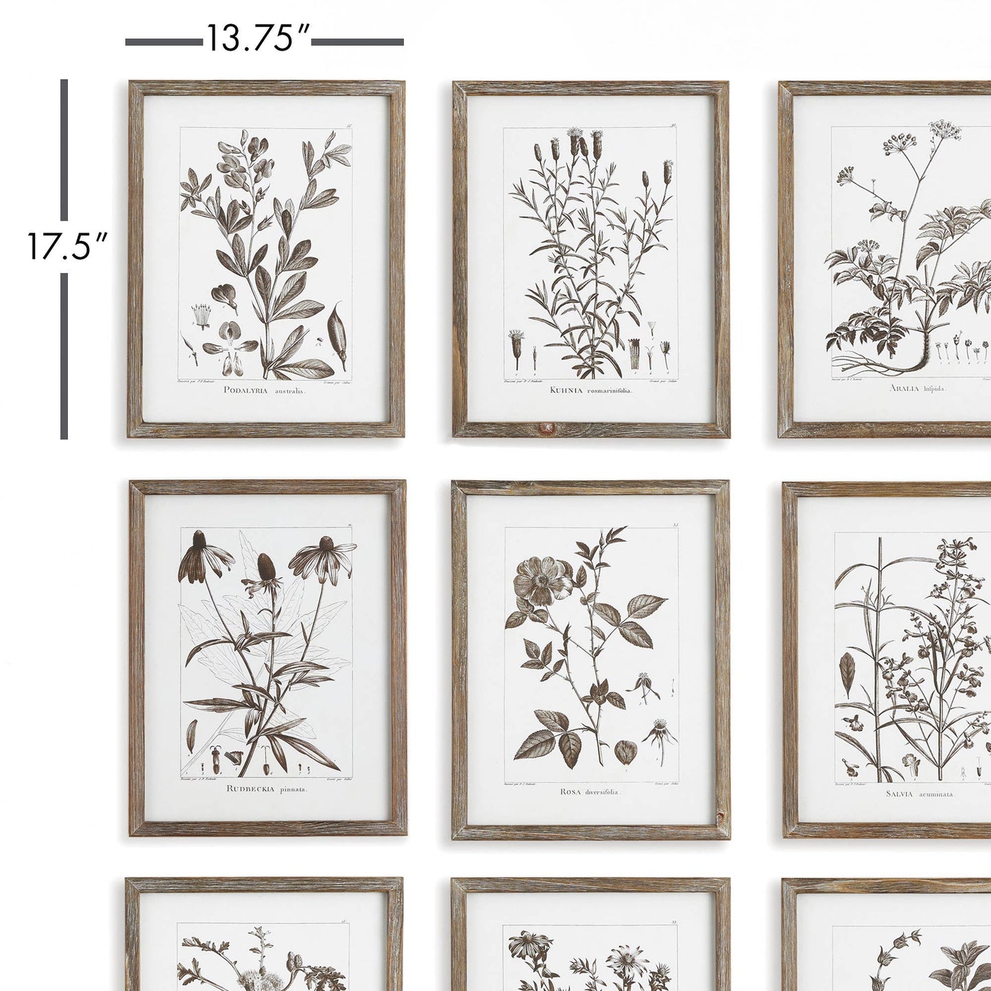 Framed Foliage Print
