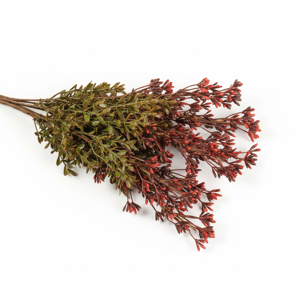 Boxwood and Berry Bush