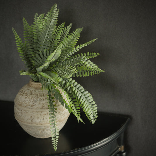 Fern Bush