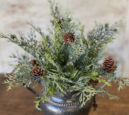 Glittering Cedar Bush