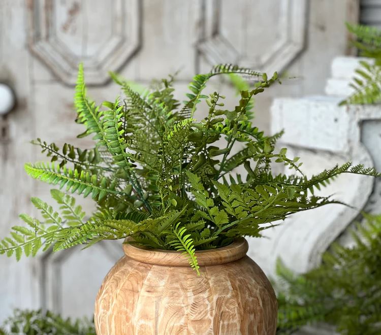 Fairhope Fern Bush