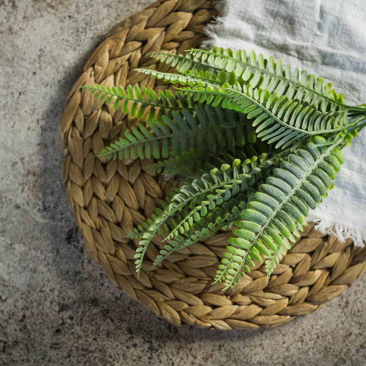 Fern Bush