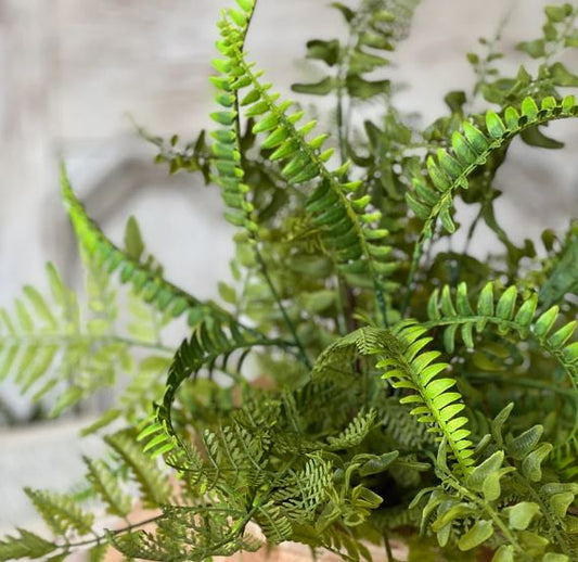 Fairhope Fern Bush