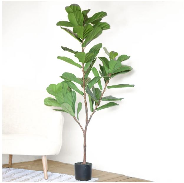 Fiddle Leaf Tree