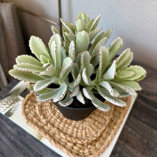 Lemmy Potted Succulent