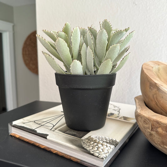 Lemmy Potted Succulent