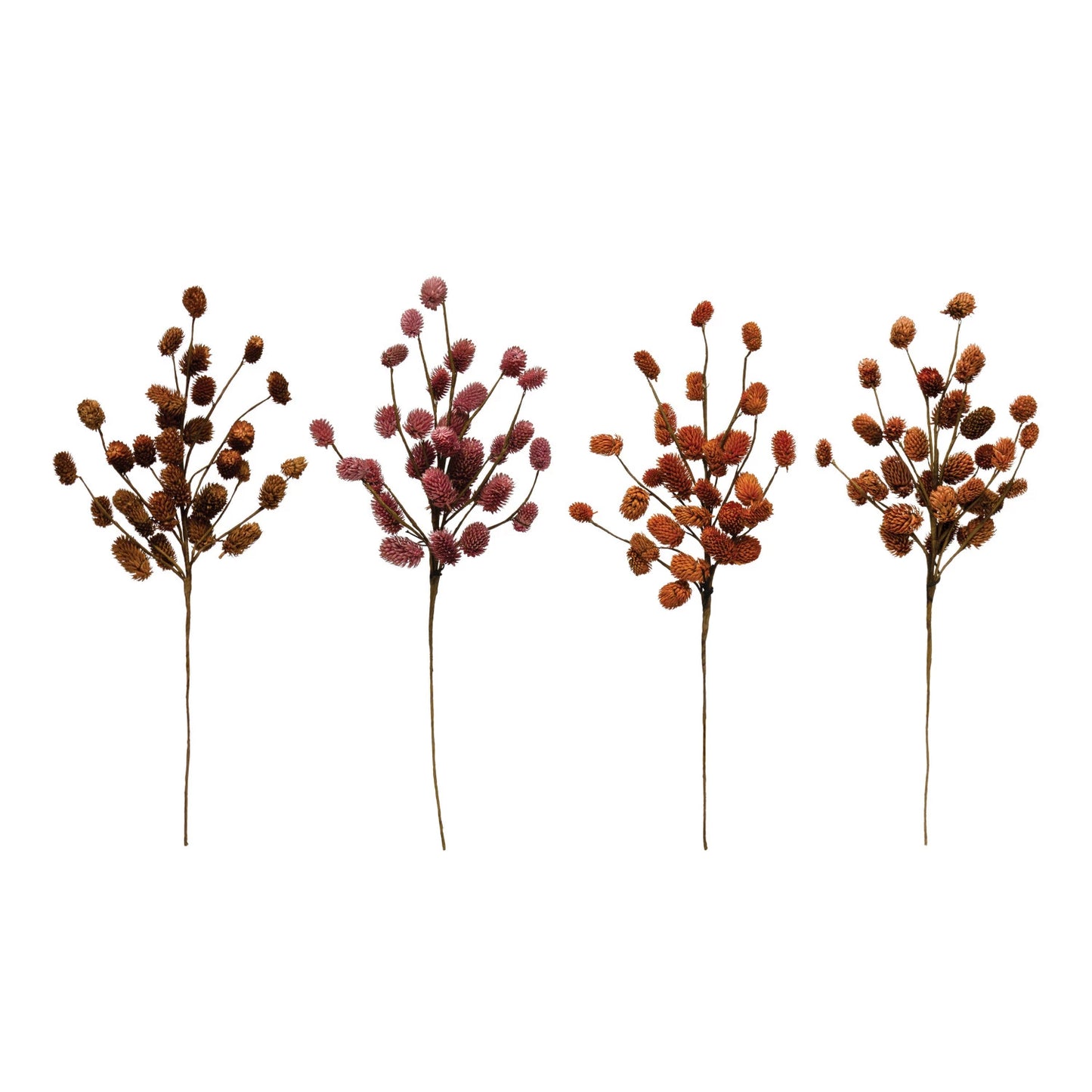 Dried Thistle, Assorted