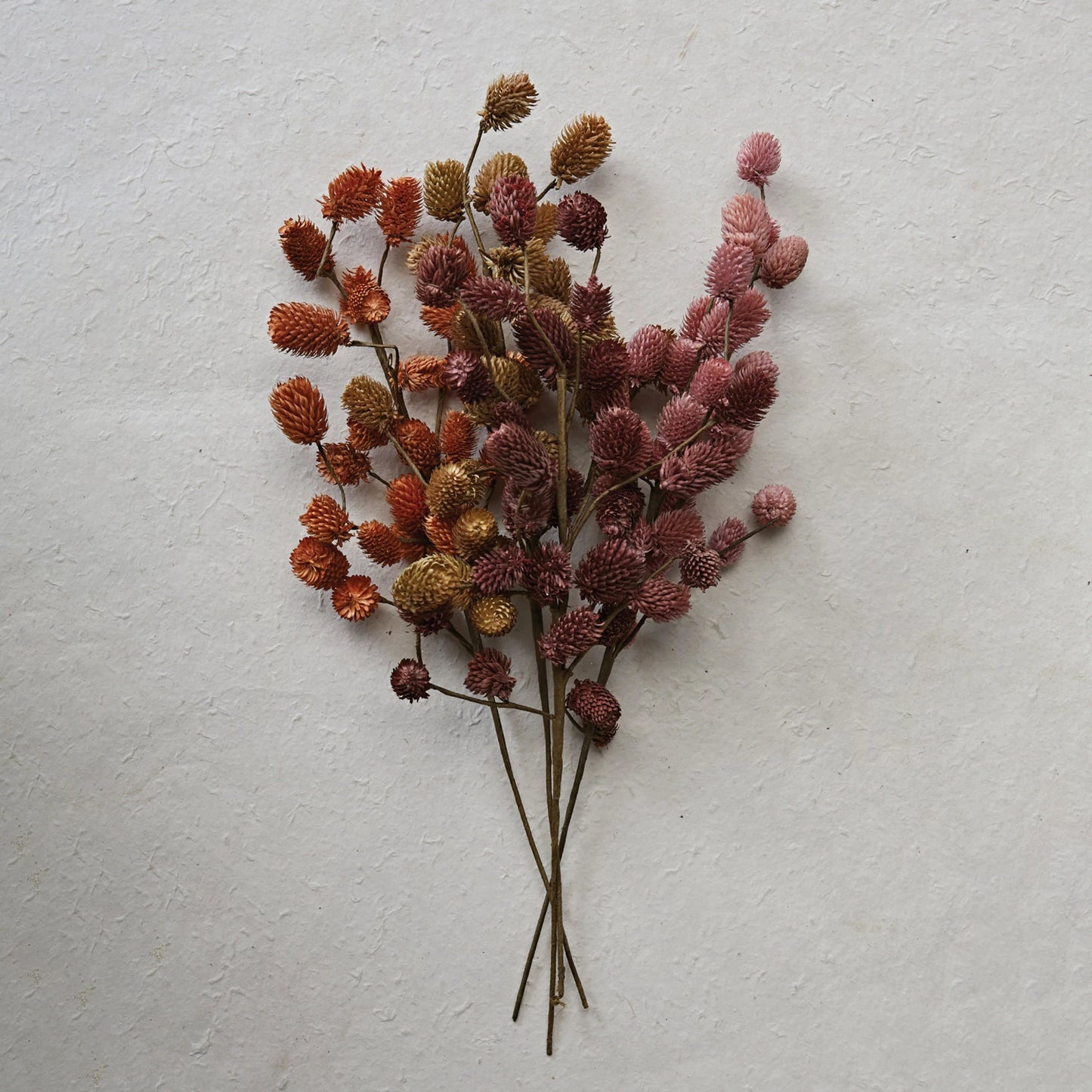 Dried Thistle, Assorted
