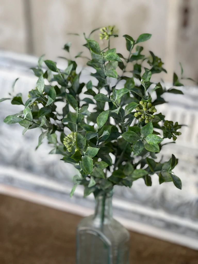 Bud Beauty Bush