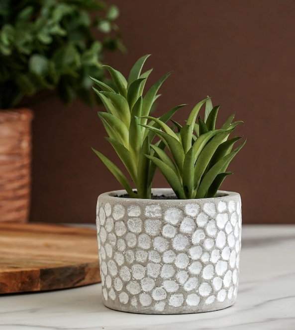 Dory Succulent