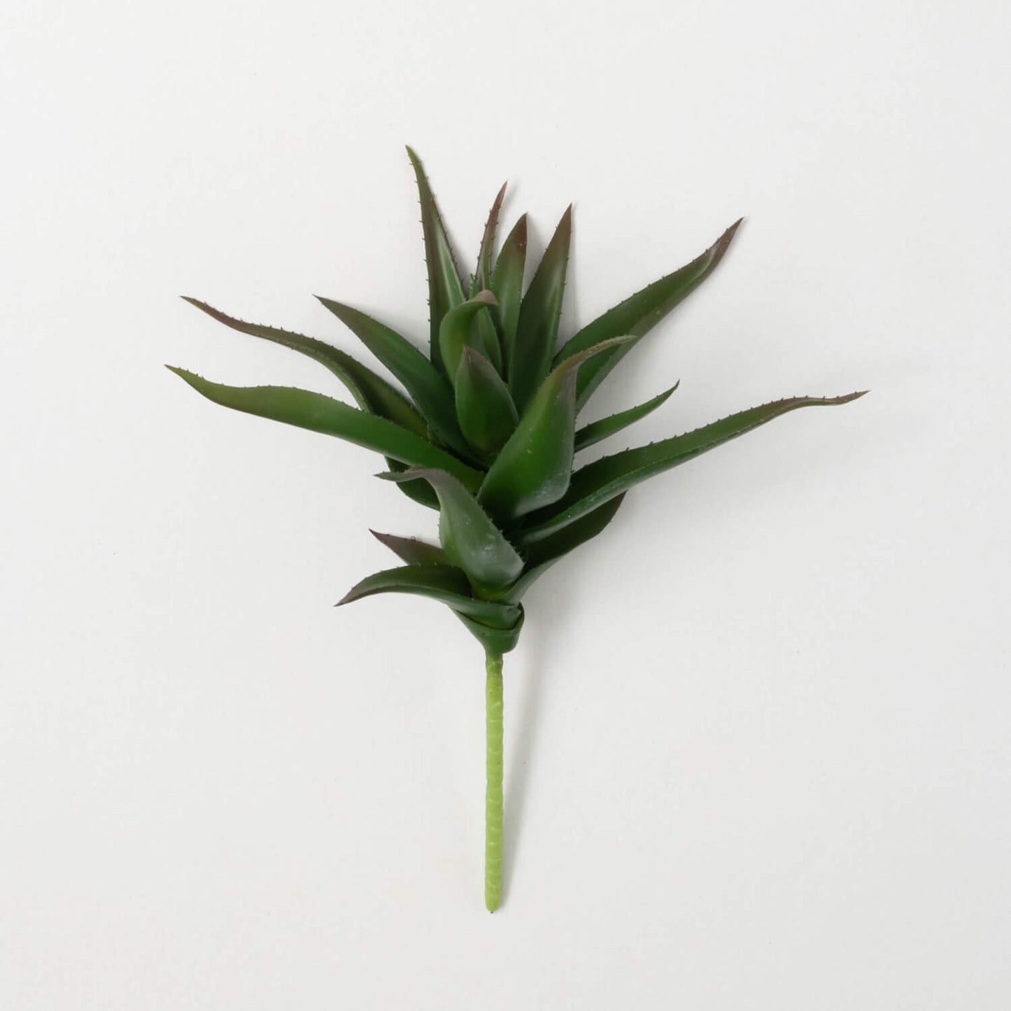 Aloe Stem