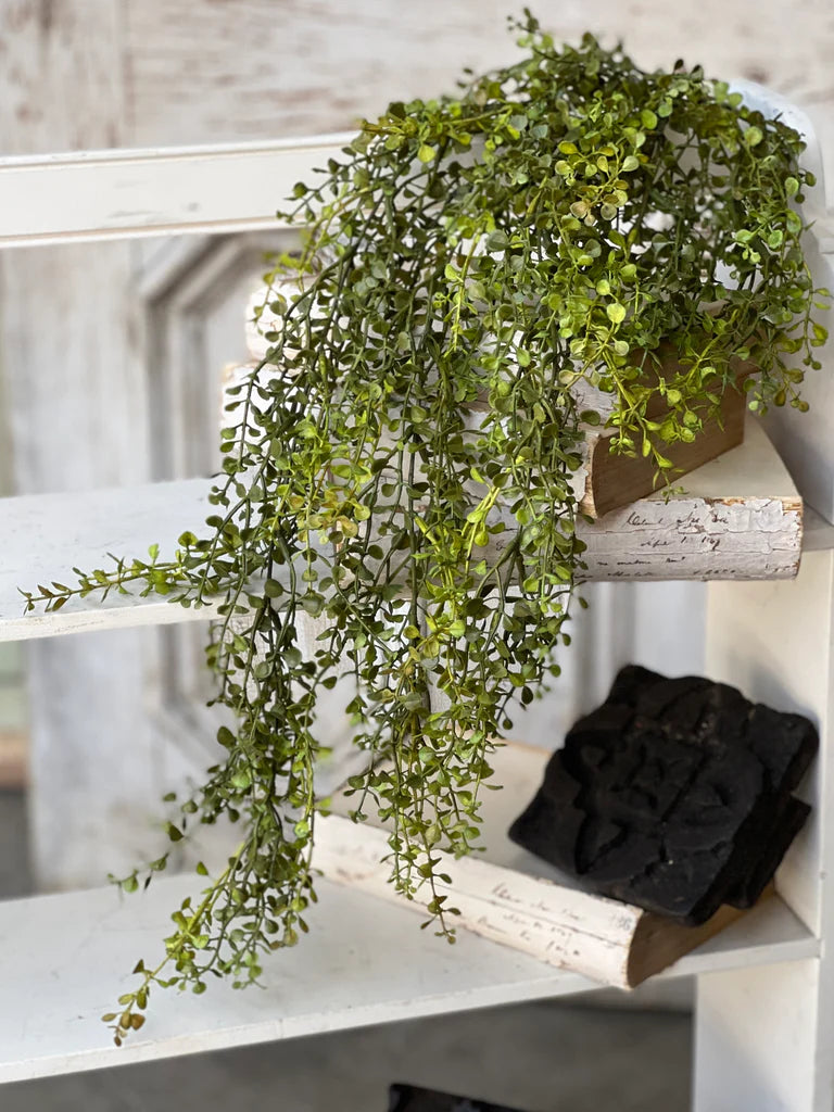 Baby Grass Hanging Bush