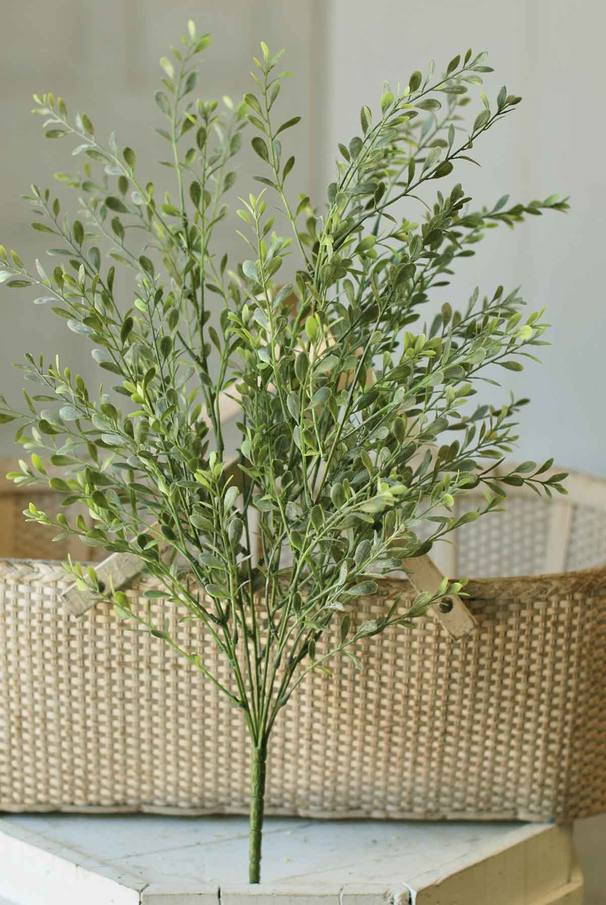 Basil Boxwood Bush