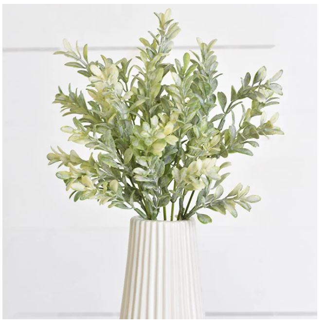 Buxus Bush