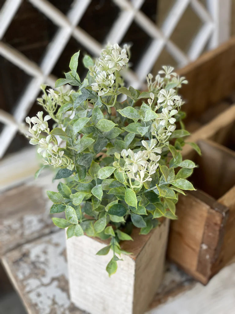 Fairway Blooms Bush