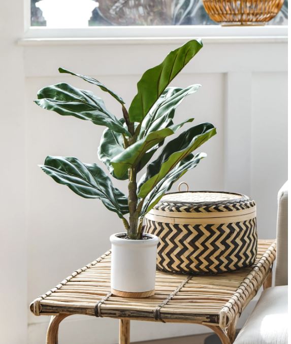 Fiddle Leaf Tree