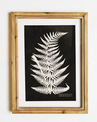 Framed Fern Wall Decor
