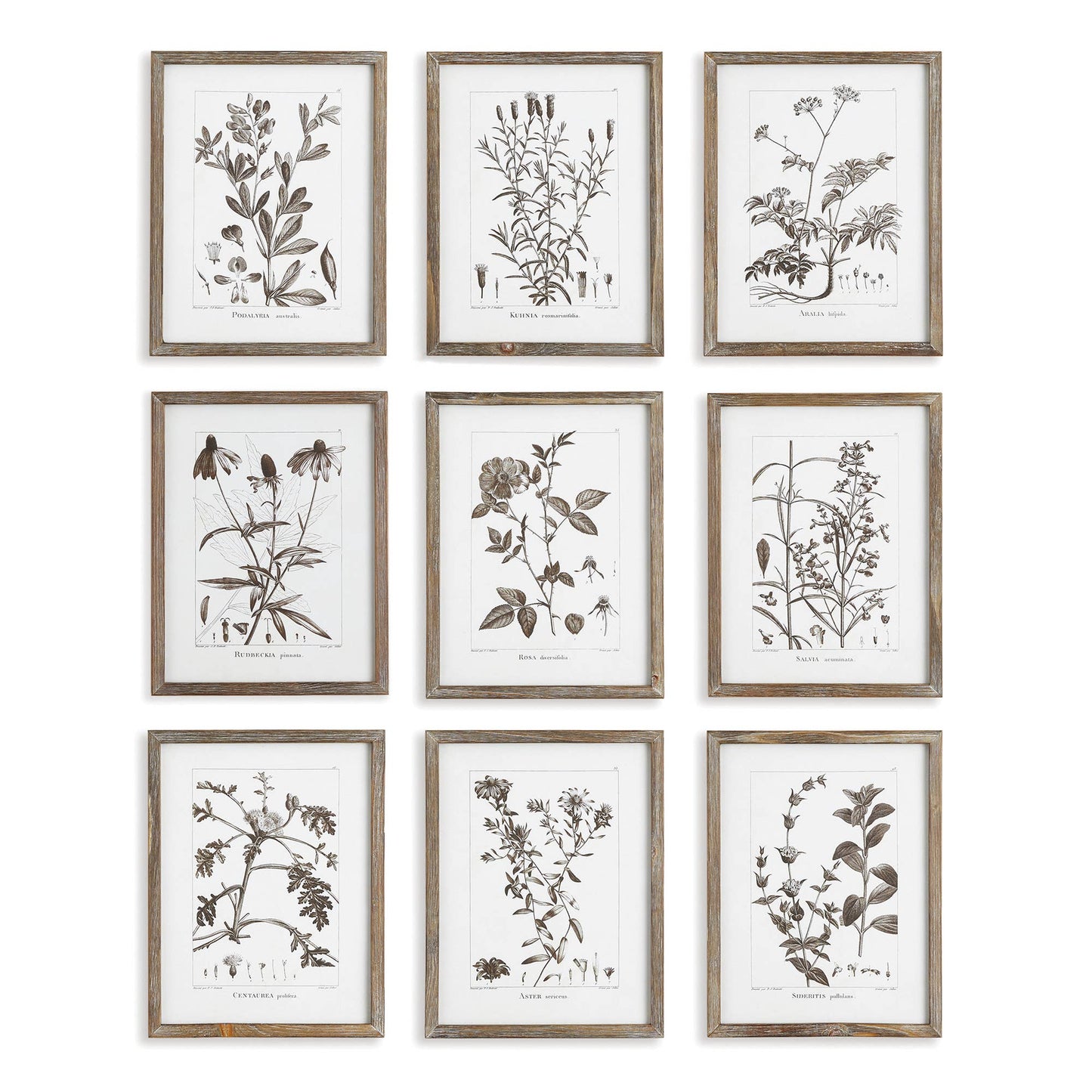 Framed Foliage Print