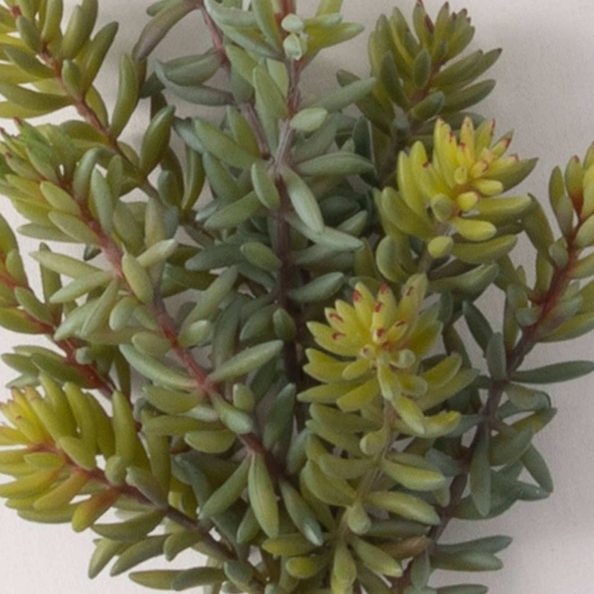 succulent picks Succulent Pick – West Rowe