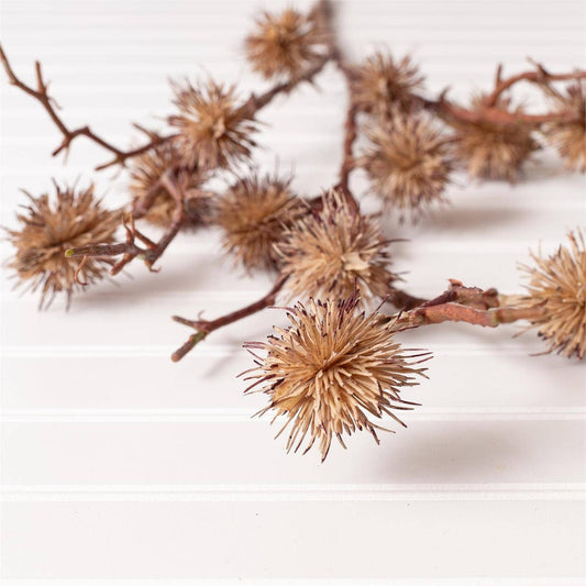 Autumn Pod Stem