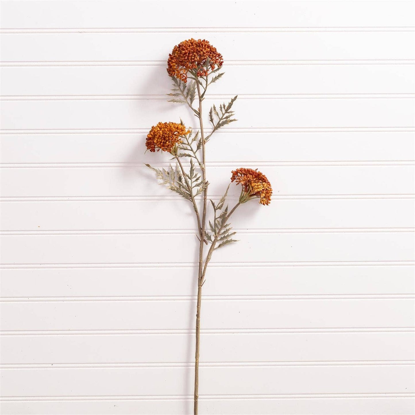 Fall Yarrow Stem