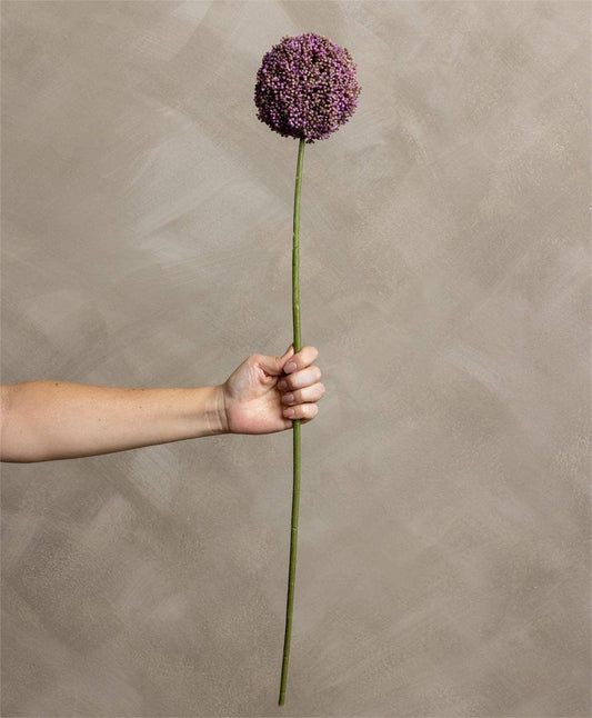 Allium Stem