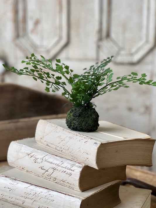 Hillsong Rooted Fern