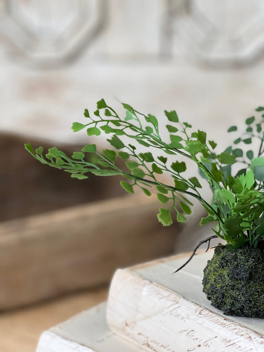 Hillsong Rooted Fern
