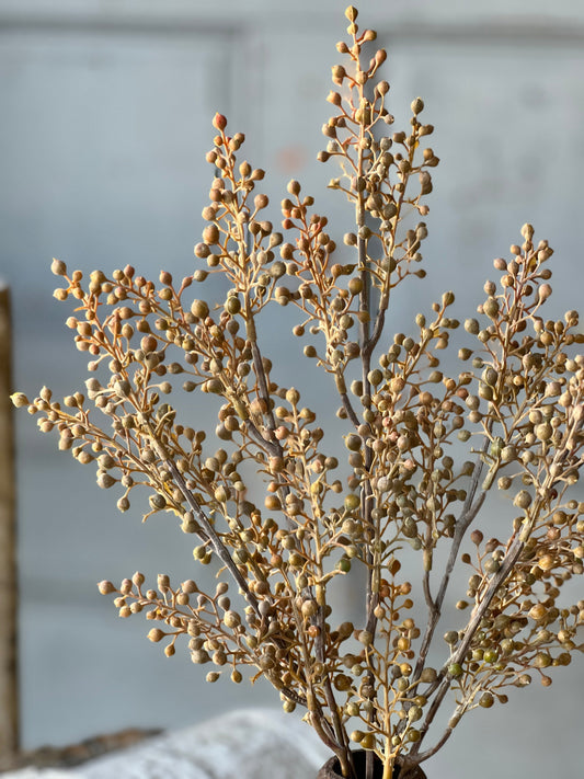 Rover Berry Bush