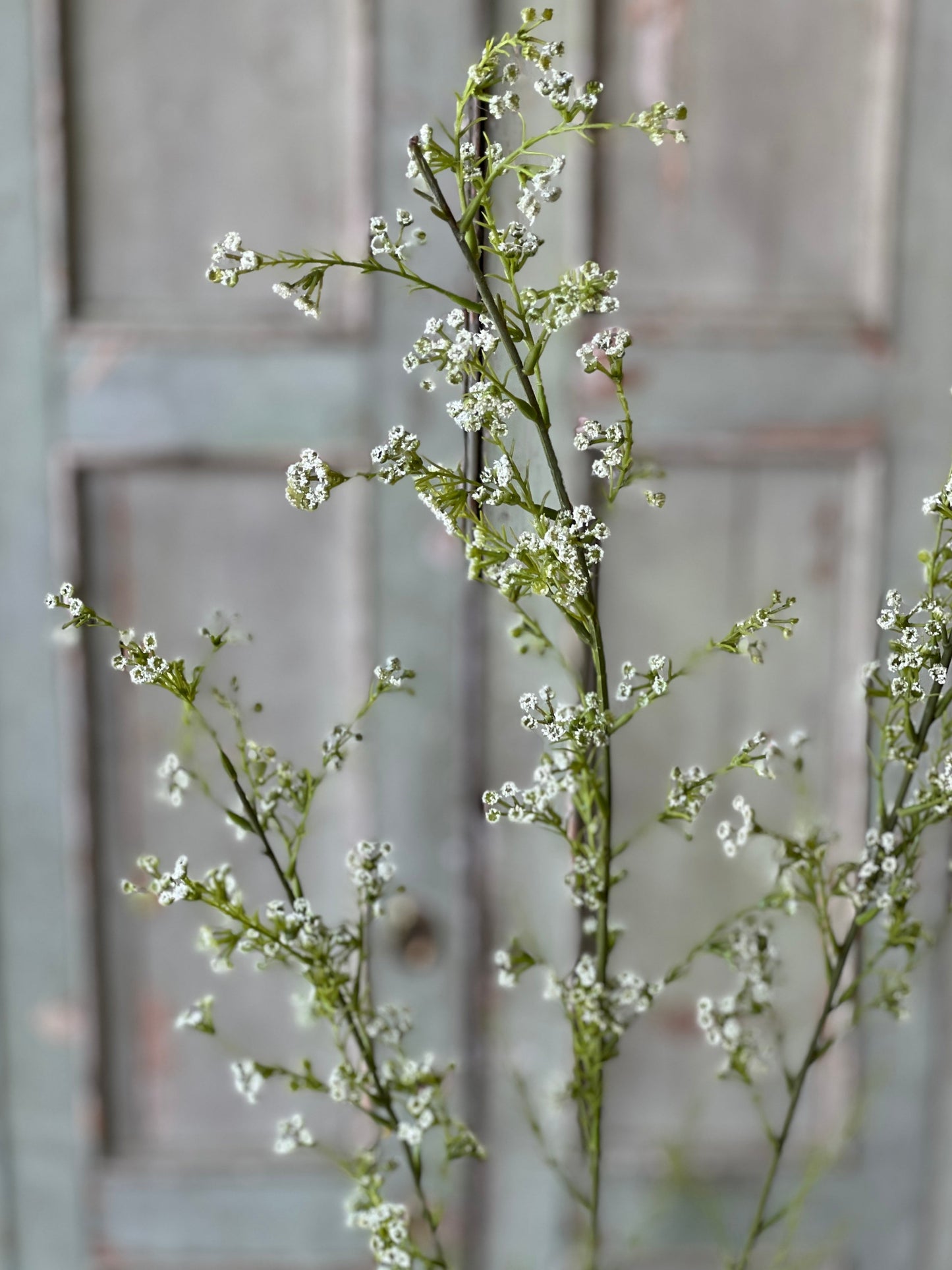 Chelsea Flower Stem