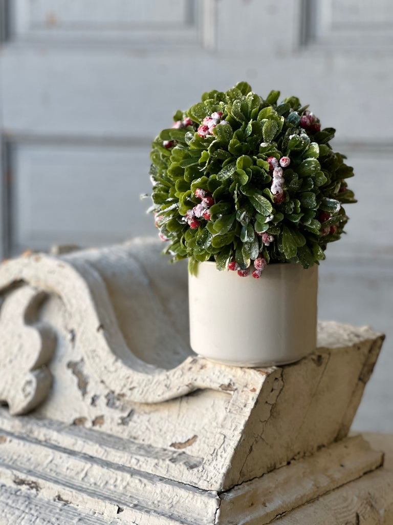 Frostberry Boxwood Pot