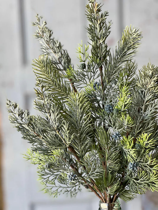 Glacier Cedar Bush