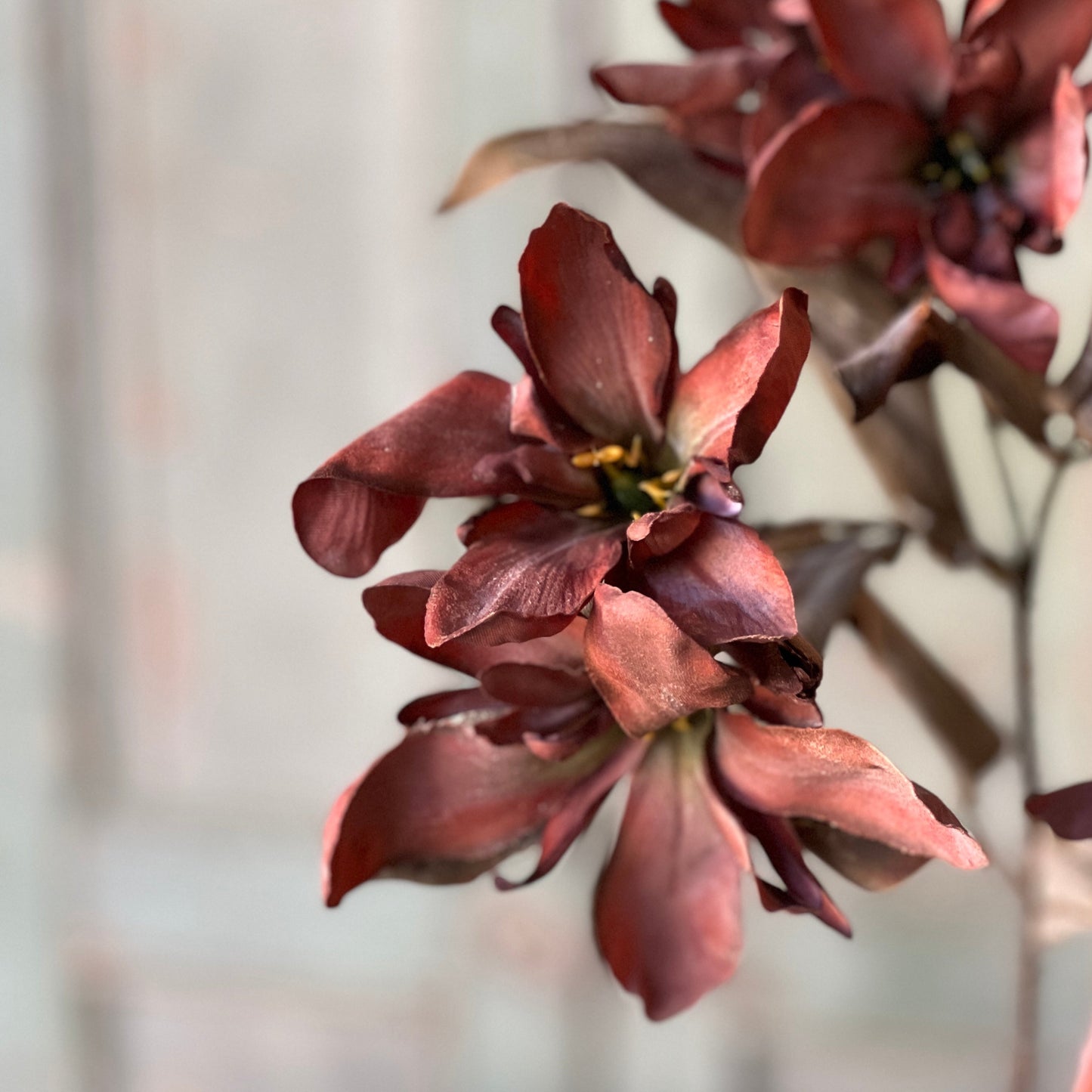 Fall Canna Spray