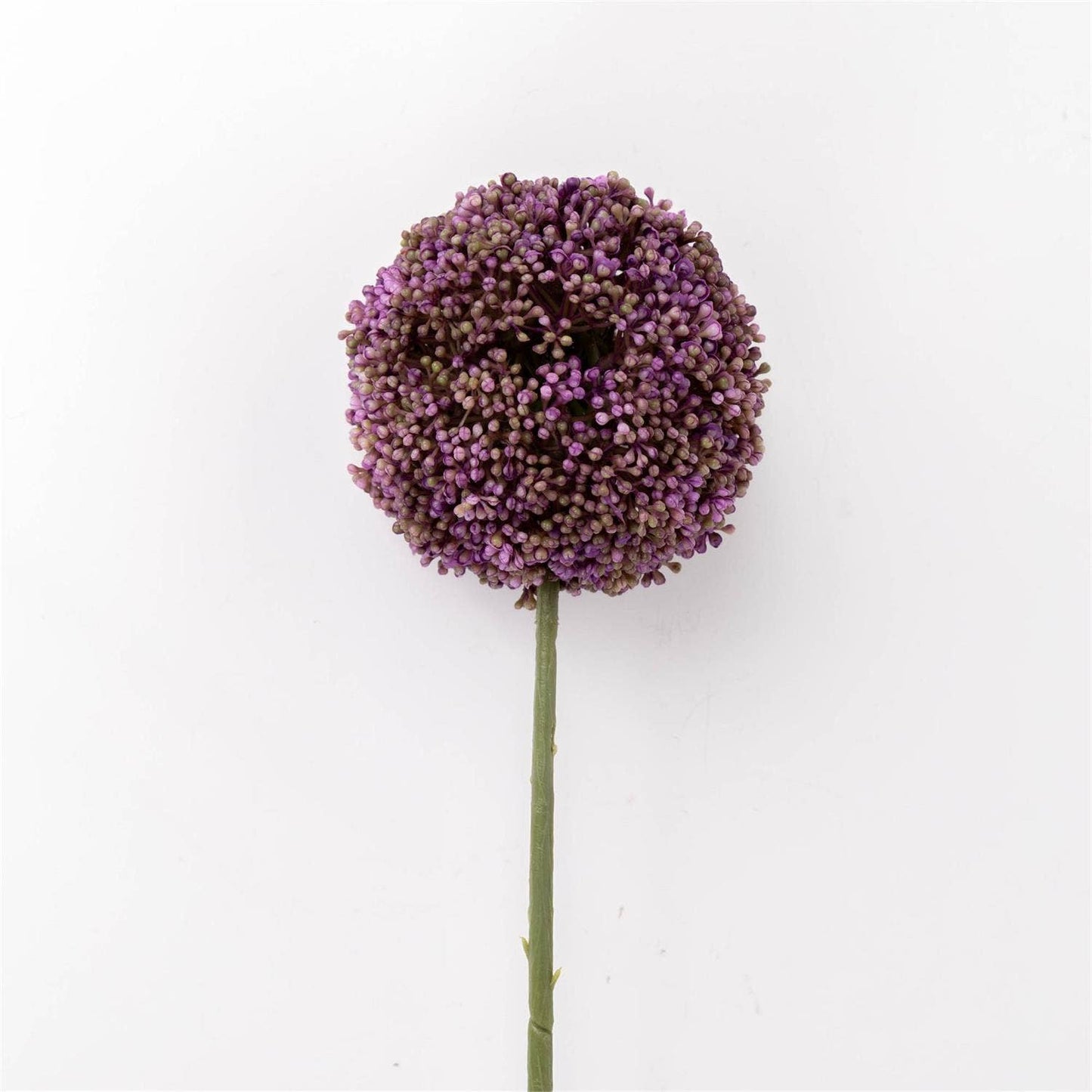 Allium Stem
